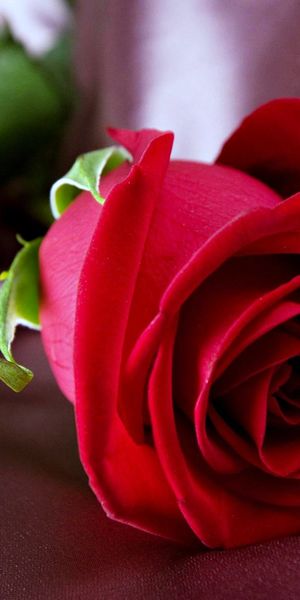 Beautiful red rose phone wallpaper in 4K for a vibrant spring feel