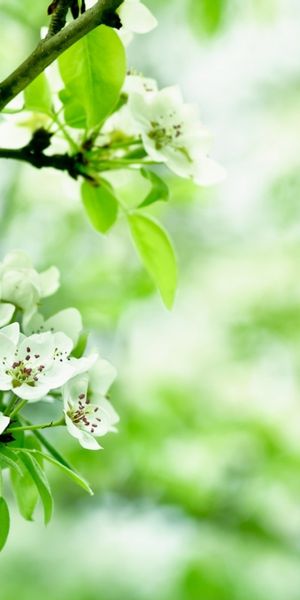 Beautiful White Blossom Wallpaper Perfect for Your Mobile