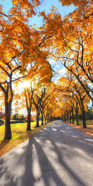 Autumn Alley Surrounded by Vibrant Trees in a Serene Park