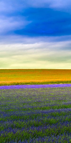 Serene Lavender Fields and a Lonely Tree - 4K Phone Wallpaper