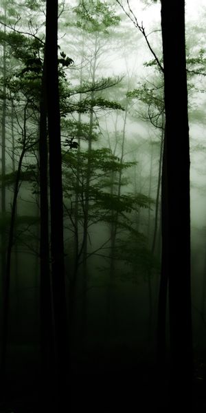 Mysterious Foggy Forest Wallpaper