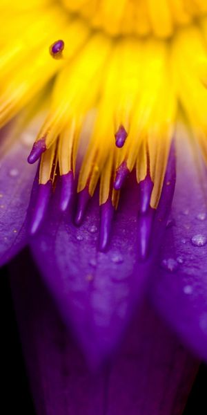 Vibrant Purple Flower Macro for Stunning Mobile Wallpapers