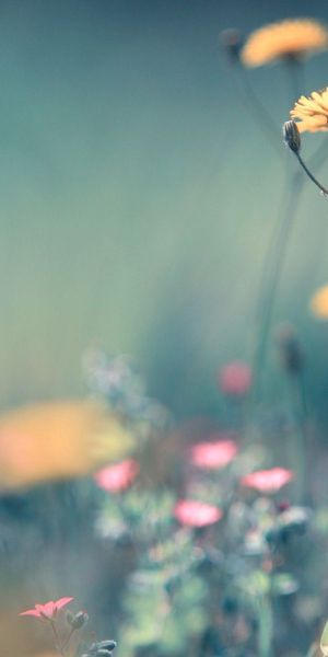Phone wallpaper: Macro, Field, Macro Photography, Flowers, Smooth, Summer, Blur free download