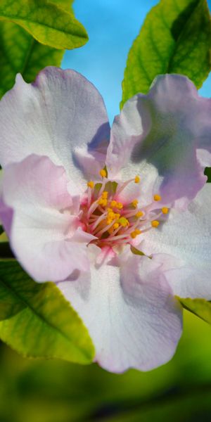 Beautiful almond blossom wallpaper: free floral design for nature lovers