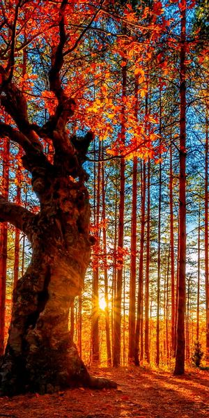 Majestic Autumn Trees in a Vibrant Forest at Sunset