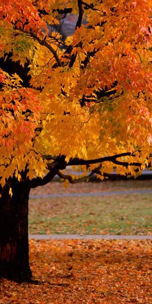 Phone wallpaper: Trees, Landscape, Autumn free download