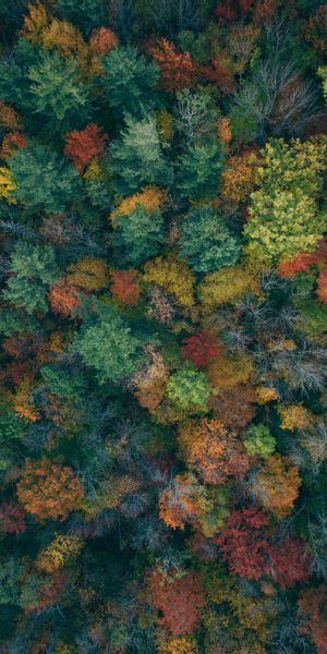 Aerial View of a Colorful Autumn Forest