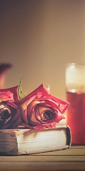 Phone wallpaper: Still Life, Rose, Blur, Book, Tea, Photography free download