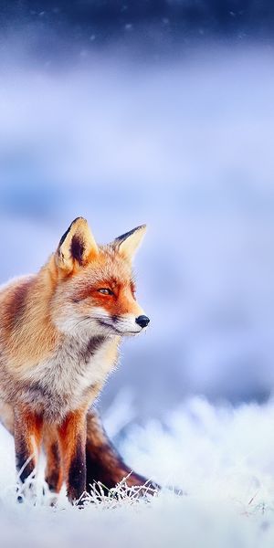 Phone wallpaper: Winter, Fox, Blur, Animal free download