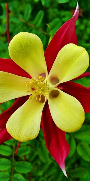 Phone wallpaper: Flowers, Flower, Earth, Yellow Flower, Red Flower, Columbine free download