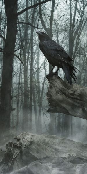 Mystical Raven in Foggy Woods