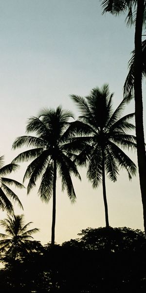 Phone wallpaper: Trees, Palm Tree, Tree, Earth, Sky free download