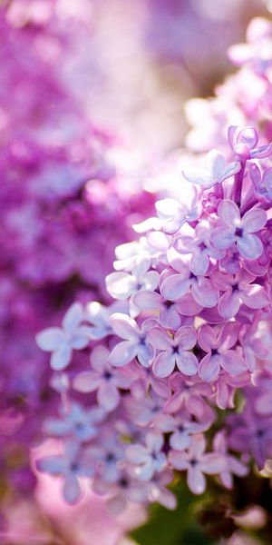 Beautiful violet floral wallpaper for iPhone background in stunning 4K resolution