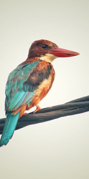 Phone wallpaper: Animals, Multicolored, Bird, Motley, Kingfisher free download