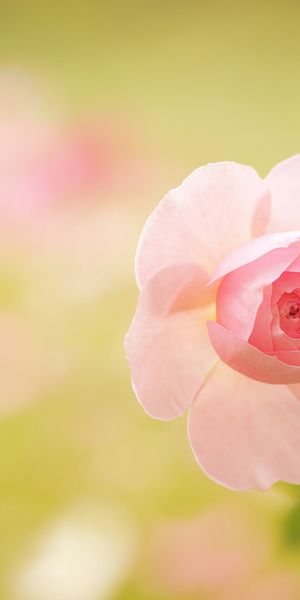 Phone wallpaper: Nature, Flowers, Flower, Rose, Bud, Blur, Earth, Pink Flower free download