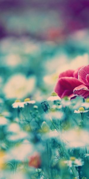 Beautiful HD iPhone wallpaper featuring a vibrant poppy field with white flowers