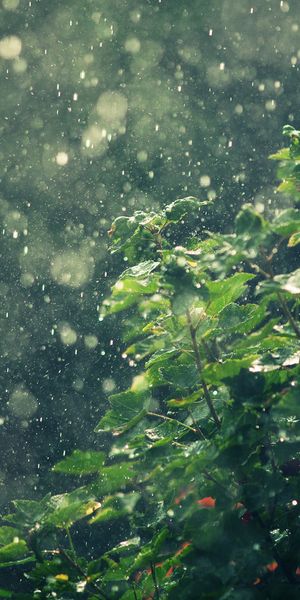 Phone wallpaper: Nature, Rain, Photography, Water Drop free download