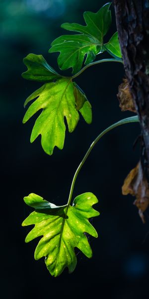 Macro Shot of Vibrant Green Leaves with Beautiful Shadows