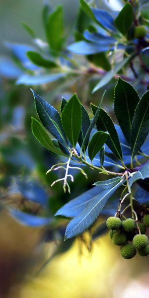 Macro Image of Green Leaves and Petals