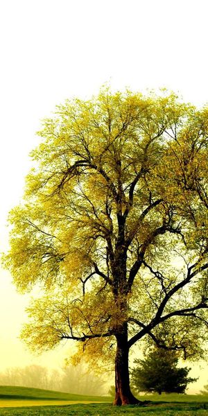 Breathtaking Ultra HD mobile wallpaper featuring tranquil trees and nature