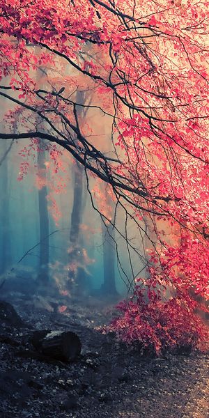 Enchanting Foggy Path Through a Colorful Fall Forest