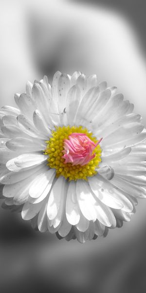 Ultra HD Phone Wallpaper Featuring a Beautiful White Flower with Pink Center