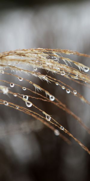 Phone wallpaper: Plant, Blur, Close Up, Earth, Water Drop free download