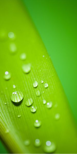 Macro Water Drops on a Vibrant Green Leaf
