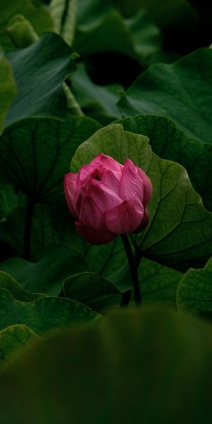 Epic Pink Lily Bud Surrounded by Lush Green Leaves