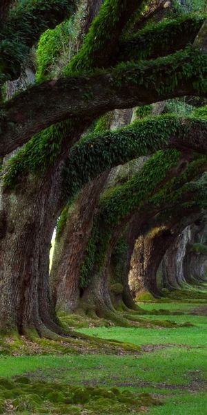 Enchanting Tree-Lined Park Featuring Vibrant Moss and Grass