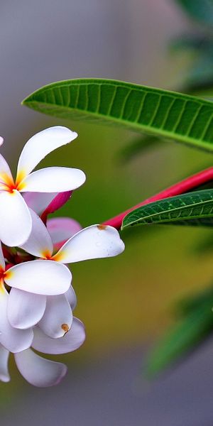 Phone wallpaper: Frangipani, Flowers, Flower, Earth free download