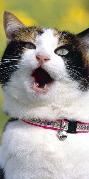 Phone wallpaper: Collar, Scream, Cry, Animals, Smooth, Cat, Blur free download
