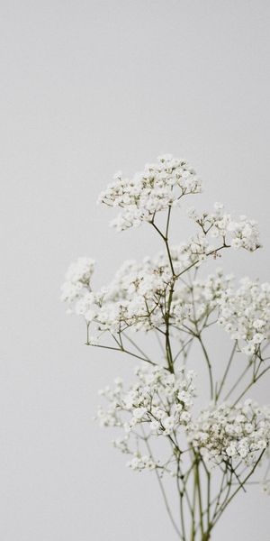 Minimalist White Flowers for a Serene Mobile Wallpaper