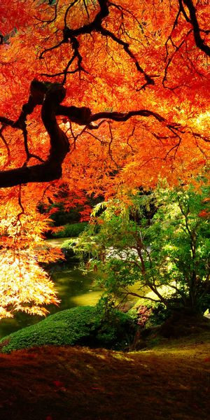 Vibrant Autumn Park Scene with Striking Red Trees