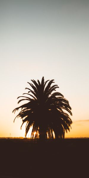 Phone wallpaper: Palm, Nature, Shadows, Horizon, Sunset, Silhouette free download