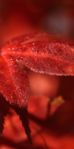 Macro Photography of Dewy Red Fall Leaves