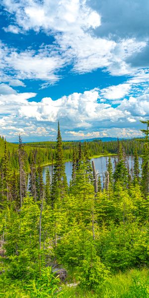 Breathtaking Nature View of Forest and Lake Under a Blue Sky