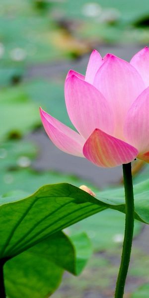 Beautiful mobile wallpaper featuring a delicate pink lotus flower and lush greenery