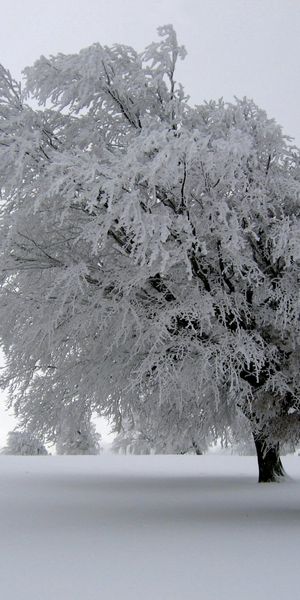 Beautiful Snow-Covered Tree in a Winter Wonderland