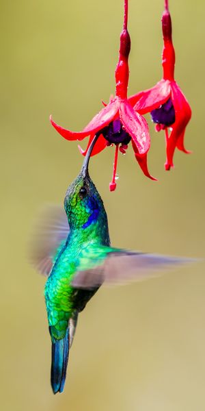 Vibrant Hummingbird Feeding on Bright Fuchsia Flowers