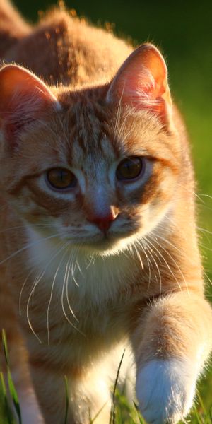 Phone wallpaper: Cats, Cat, Kitten, Blur, Animal, Sunny free download