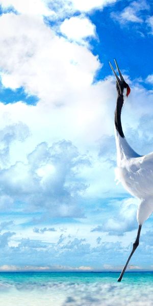 Phone wallpaper: Beach, Bird, Animal, Cloud, Red Crowned Crane free download