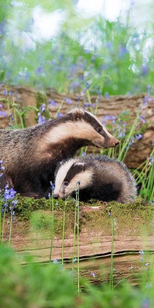 Phone wallpaper: Flower, Blur, Animal, Badger, Purple Flower free download
