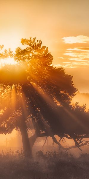 Phone wallpaper: Sunset, Tree, Earth, Sunbeam free download