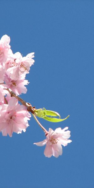 Charming Pink Flower Blossom Mobile Wallpaper for Nature Lovers
