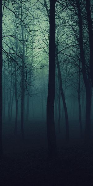 Enigmatic Dark Forest Scene for Phone Wallpaper