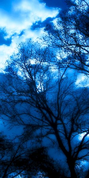 Mesmerizing 4K Wallpaper of Silhouetted Trees Under a Dramatic Blue Sky