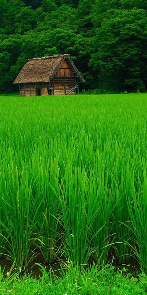 Lush Green Summer Nature Wallpaper for Your Mobile