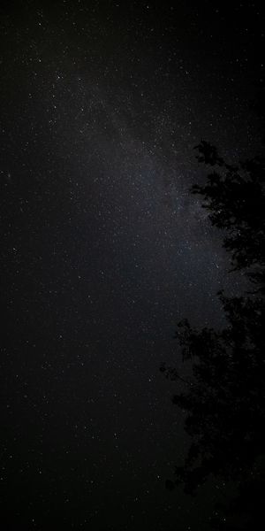 Breathtaking Night Sky with Stars and Dark Woods