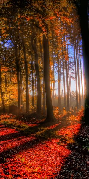 Breathtaking Sunbeam Forest Scene for Mobile Wallpaper